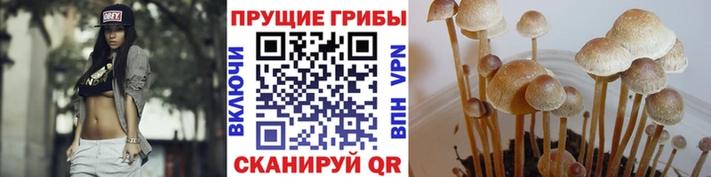 Купить закладки  Майский  Псилоцибиновые грибы ЛСД 